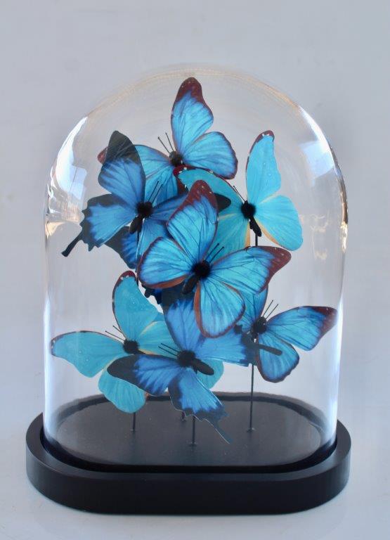 Large Glass Dome Blue Butterflies